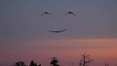 Smileys naturels featured image