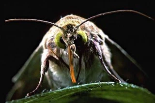 Helicoverpa zea