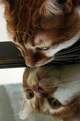 Toby Reflects par Kevin Steele sur flickr