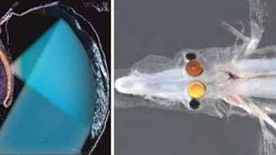 Quand Darwin invente le télescope featured image