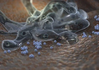 vue d'artiste d'une Acanthamoeba polyphaga avec des MRSA. C'est presque mignon...
