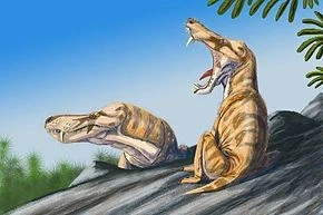 Les Therapsides viviaent un Permien. Beaucoup ont disparu pendant l’extinction T-J. Parmi les descendants de ceux qui ont survécu il y a les mammifères. Nous.