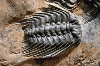 Un fossile de trilobite, une classe (= beaucoup d’espèces) qui a disparu lors de la P-T