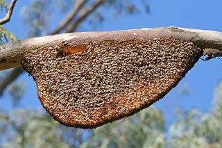 Nid naturel d'Apis Dorsata par Muhammad Mahdi Karim (CC Wikipedia)