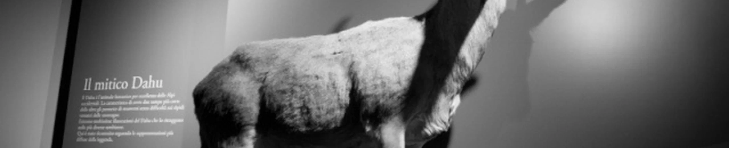 L'origine virale du dahu confirmée