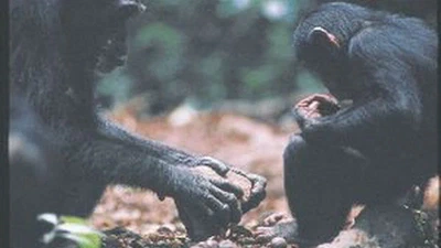 La connaissance est-elle quelque chose qui distingue l'espèce humaine sur Terre ? featured image