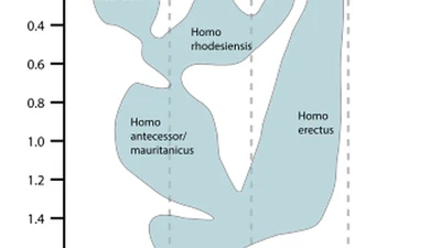 Si Adam a été le premier humain et est homo sapiens, comment les autres races ont-elles apparu ? featured image