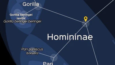 Les singes et les humains se ressemblent parce qu'ils ont des origines génétiques communes, ou bien un concepteur commun ? featured image