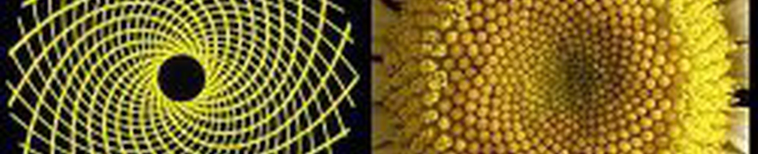 Où dans la nature peut-on trouver une séquence de Fibonacci ?