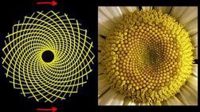 Où dans la nature peut-on trouver une séquence de Fibonacci ? featured image