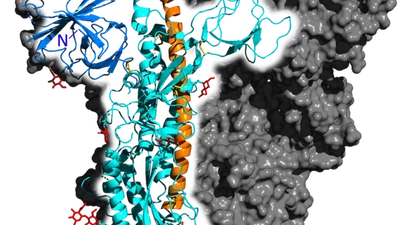 Quelle est la structure chimique de COVID-19 ? featured image
