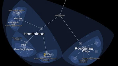 Nous sommes des mammifères exactement comme tous les mammifères et nous avons 95% d' ADN en commun avec les chimpanzés, peut-on dire que les hommes sont une race particulière de singes ? featured image