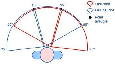 Selon vous, en quoi la vision humaine serait-elle différente si nous avions un œil derrière la tête (pour voir ce qui se passe dans notre dos) ? (une réponse en image, ça serait encore mieux 😃) featured image