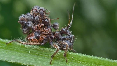 Quels sont les comportements les plus étranges chez les insectes et les animaux ? featured image