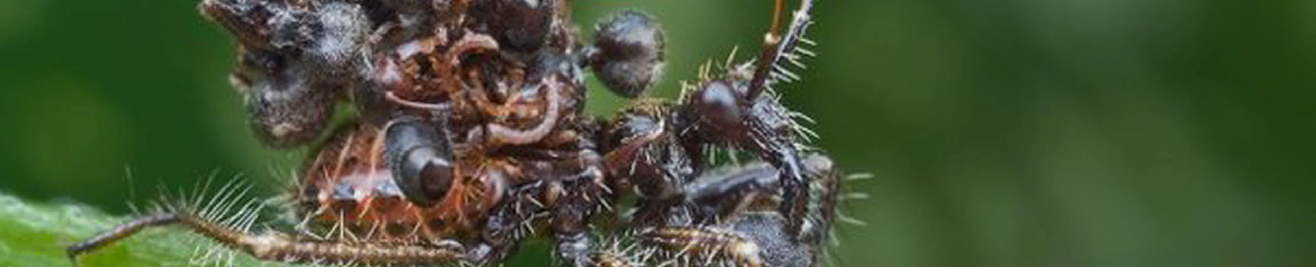 Quels sont les comportements les plus étranges chez les insectes et les animaux ?