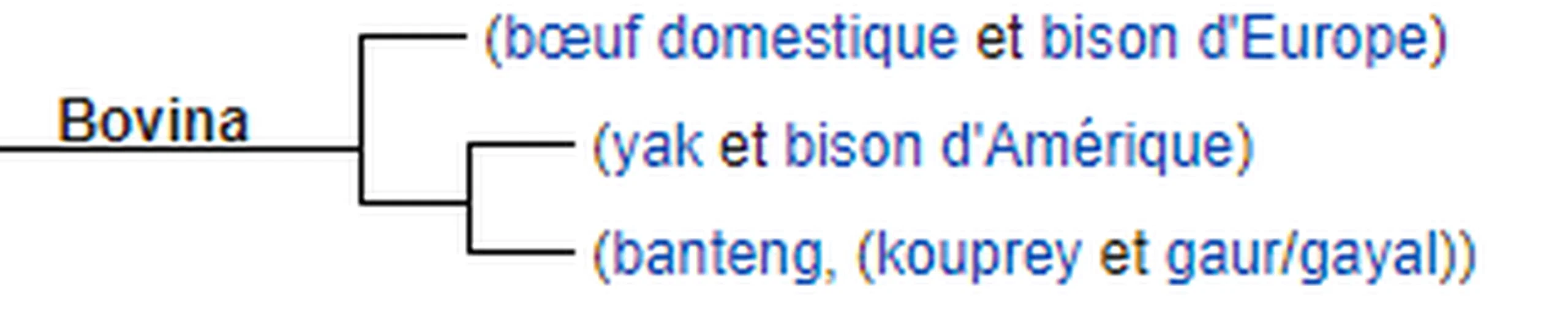 Quelle est la différence entre un bison et une vache ?