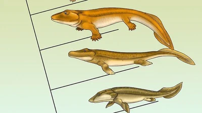 Quel est l'ancêtre commun le plus récent des reptiles et des humains ? featured image