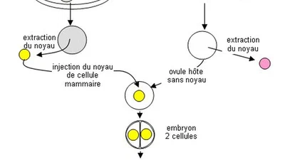 Pensez-vous qu'il sera possible un jour de fabriquer des spermatozoïdes artificiels ou de mettre une femme enceinte sans avoir besoin de spermatozoïdes ? featured image