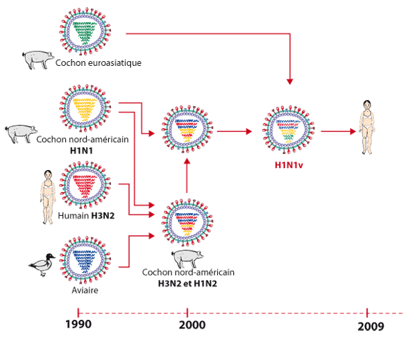 Est-il probable que la Covid-19 mute chaque année, comme la grippe, faisant un vaccin annuel nécessaire ? featured image