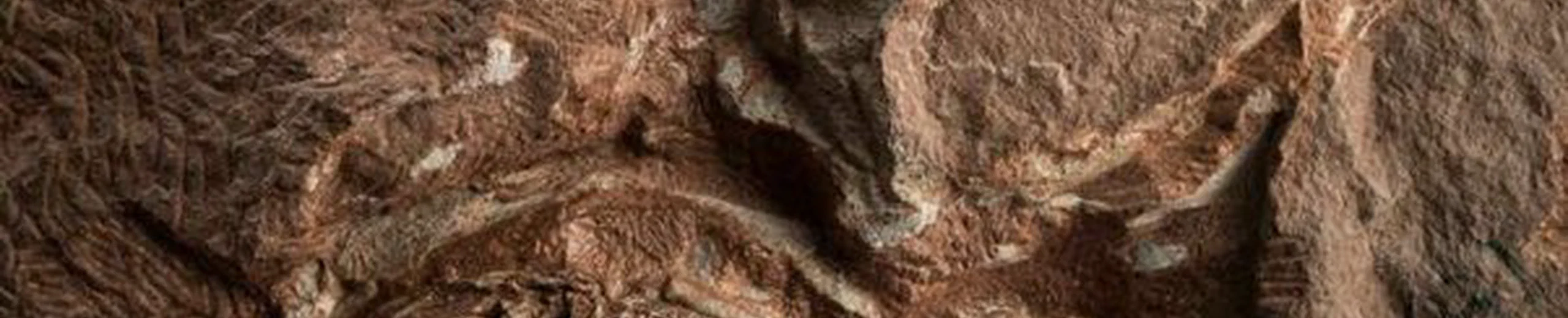 Comment les gens connaissent-ils la couleur de la peau des dinosaures s’ils n’ont trouvé que des os ?