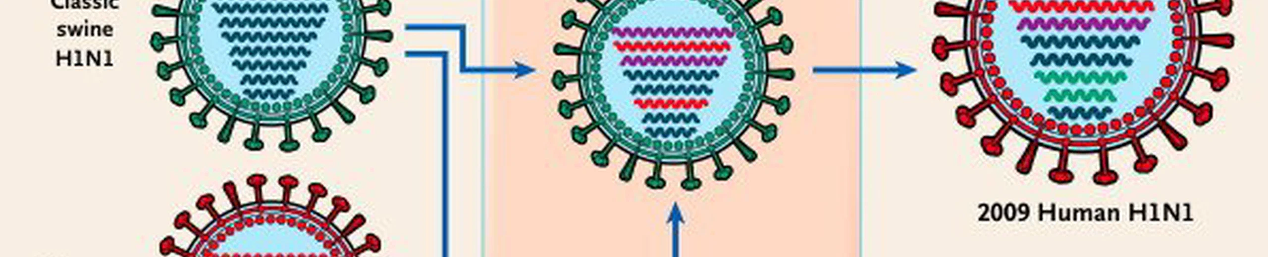 Est-ce que le Coronavirus disparaîtra comme la grippe espagnole ou persistera comme la grippe dite classique que l’on retrouve chaque hiver ?