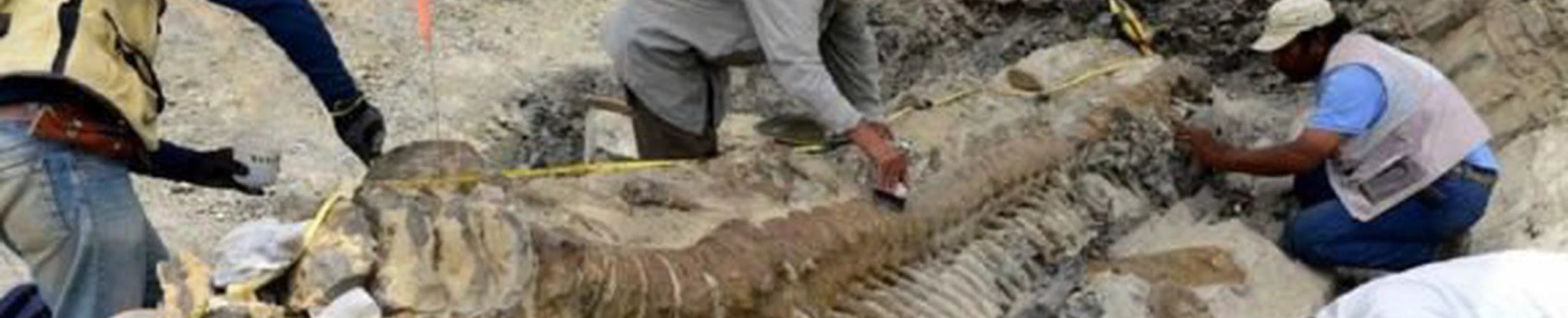 Quelles sont les preuves que les dinosaures ont réellement existé ?
