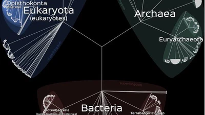 Quelles sont les espèces qui ont le moins évolué depuis l'apparition de la vie ? featured image