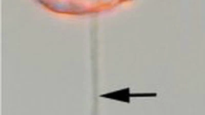 Quel est le plus petit être vivant à posséder la vue ? featured image