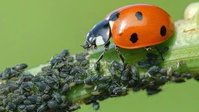 Quel est l'insecte le plus impitoyable du règne animal ? featured image