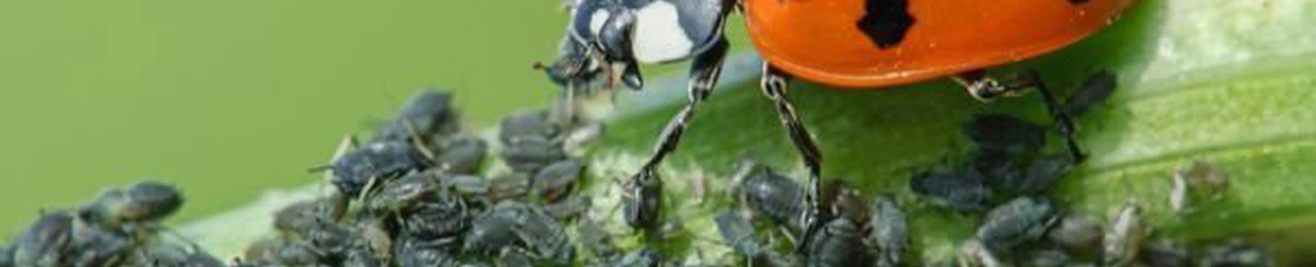 Quel est l'insecte le plus impitoyable du règne animal ?