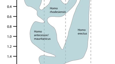 Puisque l'Homme de Neandertal a vécu 100 000 ans de plus que sapiens avant de s'éteindre et avait une taille de crâne similaire (montrant une intelligence similaire), pourquoi n'a-t-il pas développé des technologies aussi avancées que les nôtres ? featured image