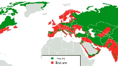 Pourquoi les loups errants ne pouvaient-ils pas se croiser avec les loups gris ? Était-ce la raison de leur disparition ? featured image