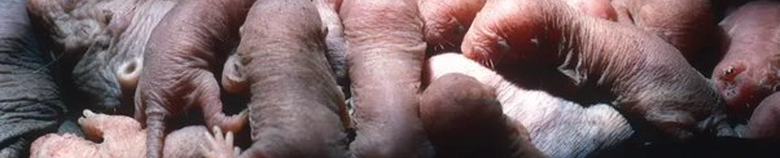 Les bébés mammifères sont-ils conçus pour être mignons, ou est-ce nous, les humains, qui sommes faits pour les trouver mignons ?