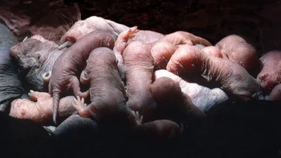 Les bébés mammifères sont-ils conçus pour être mignons, ou est-ce nous, les humains, qui sommes faits pour les trouver mignons ? featured image