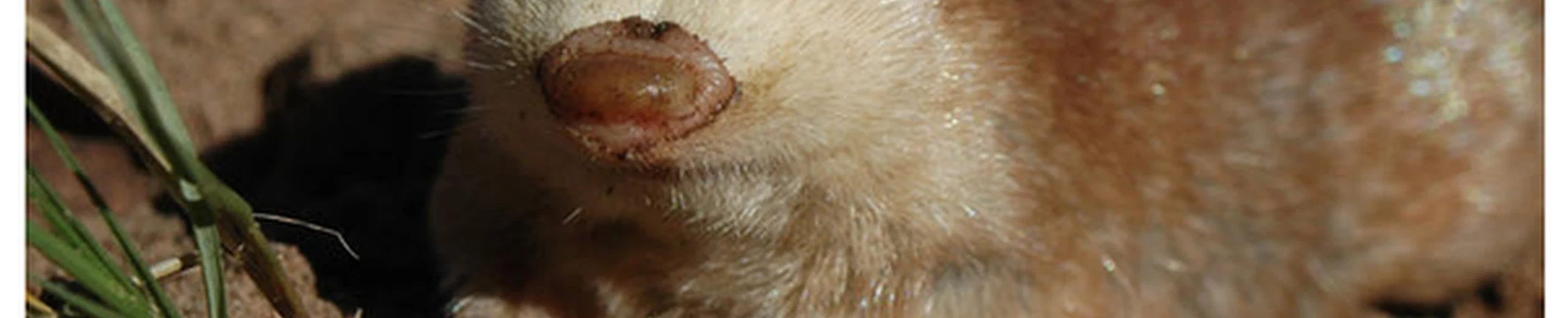 Comment les scientifiques déterminent-ils si un animal est en voie de disparition ?