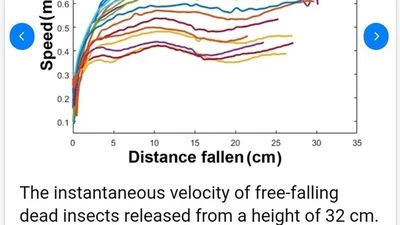 Pourquoi les insectes faisant une chute de 1000 fois leur taille ne se blessent visiblement pas ? Se blessent-ils en réalité? featured image