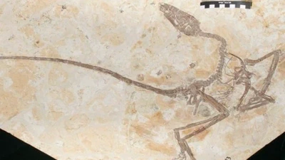 Y avait-il des dinosaures avec des ailles ? Si oui quelle découverte prouve cela ? featured image