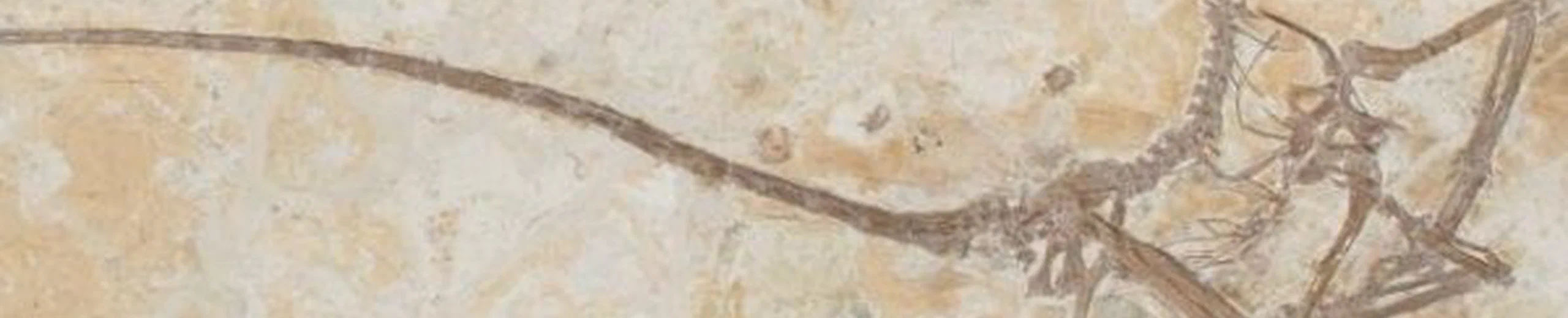 Y avait-il des dinosaures avec des ailles ? Si oui quelle découverte prouve cela ?
