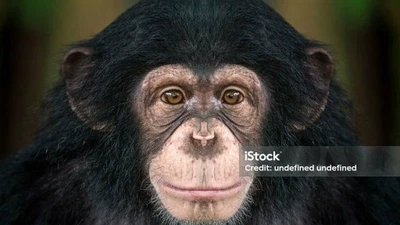 Le chimpanzé est noir lui, d'où vient l'Athée blanc ? featured image